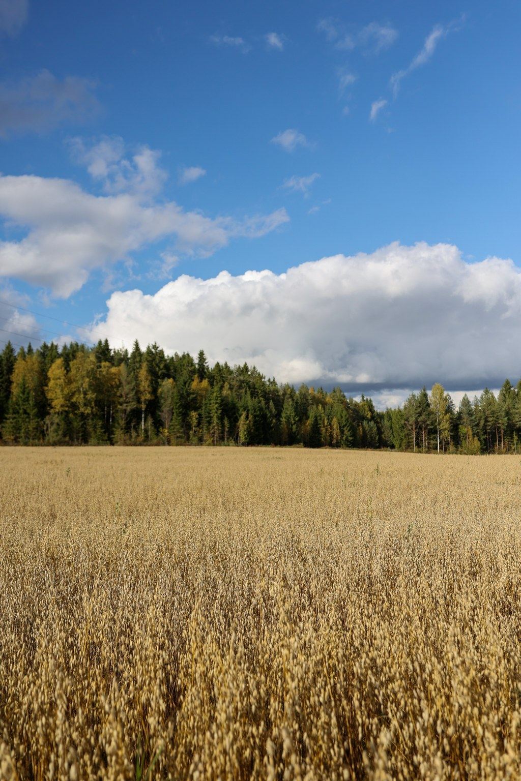 Kypsyvä viljapelto ja metsänreuna